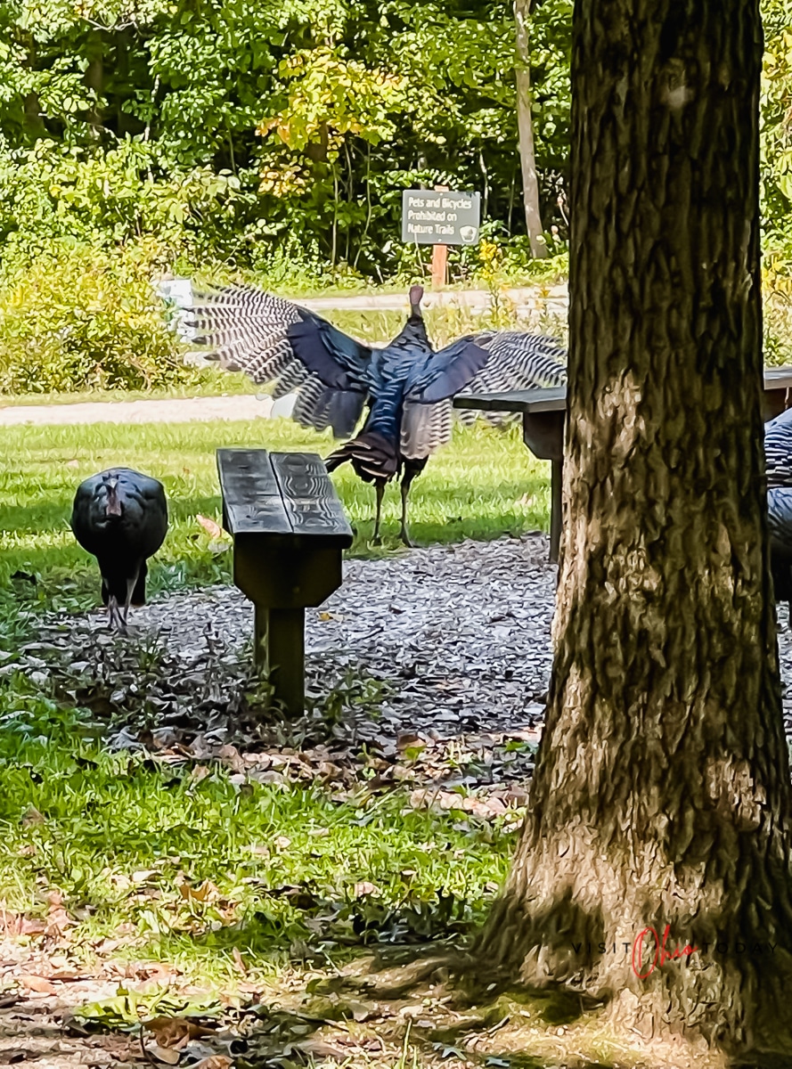 vertical photo of a wild turkey spreading its wings wide standing in front of a green forest at Blendon Woods. Photo credit: Cindy Gordon of VisitOhioToday.com