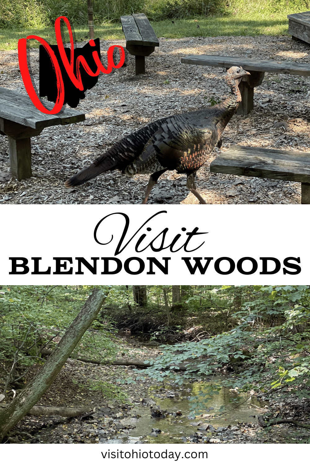 Blendon Woods covers an area of 653 acres, containing stream-cut ravines with exposed ripple rock sandstone, forests and wide varieties of songbirds, waterfowl and other wildlife. Located in Columbus, Blendon Woods is a pleasant haven from the hustle and bustle of daily life!