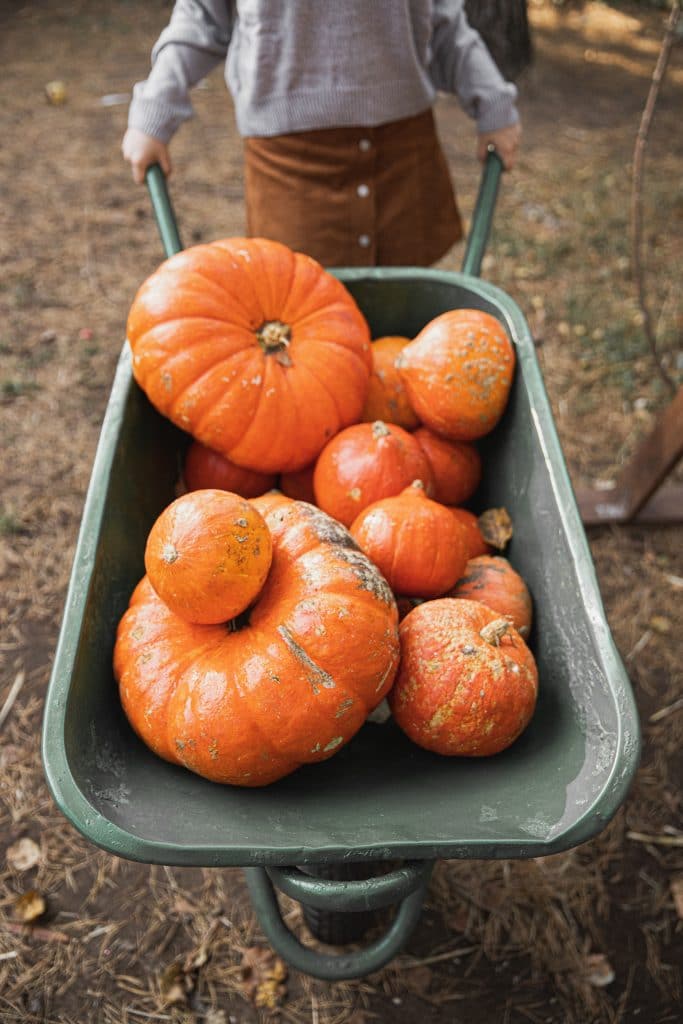 green wheel barrow with orange pumpkins inside