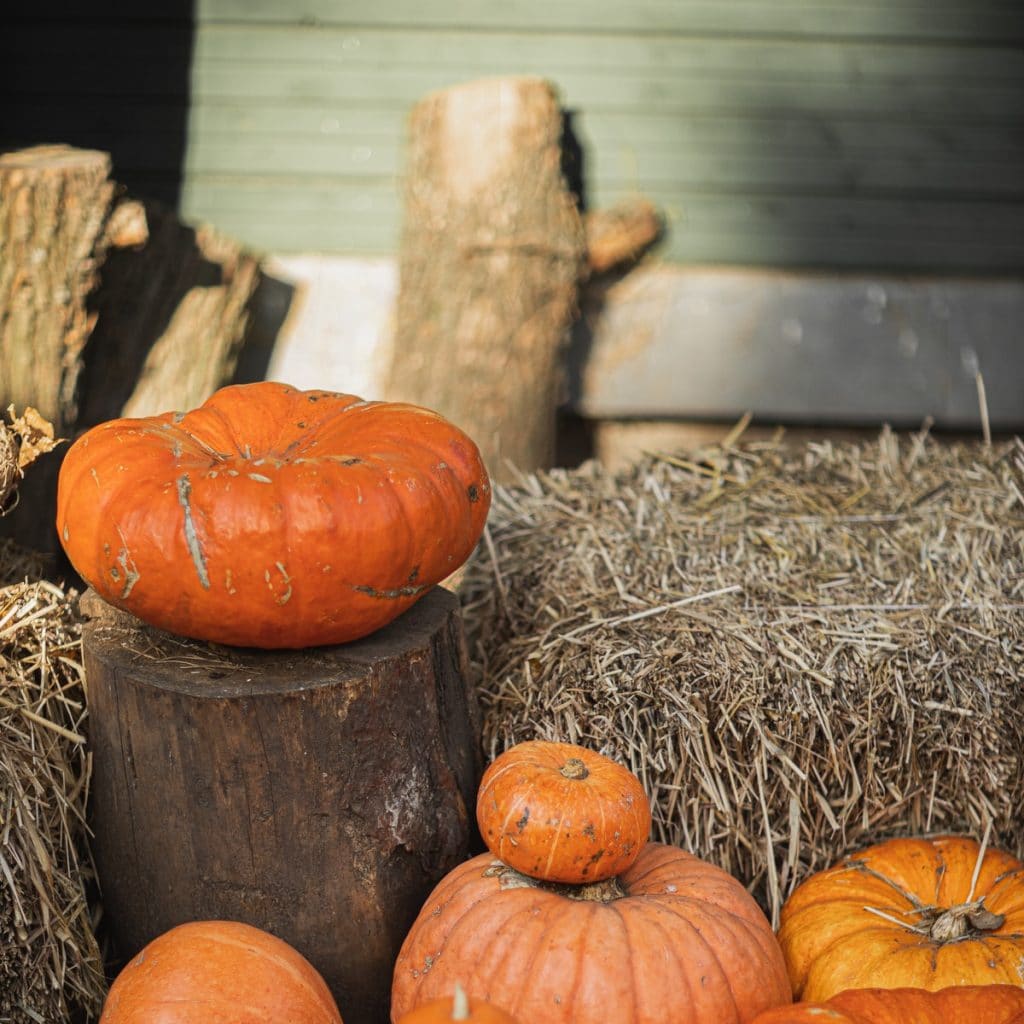 orange pumpkins on straw bayles