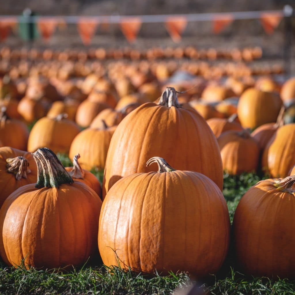 view of lots of orange pumpkins for sale