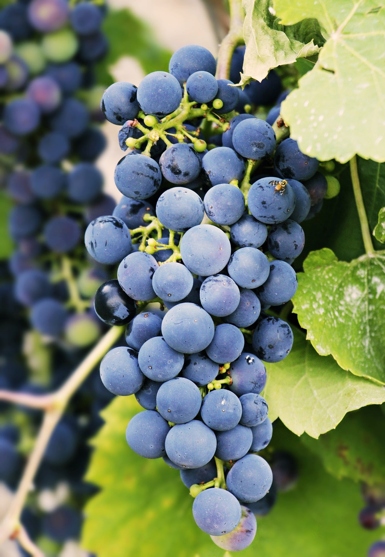 vertical photo of a bunch of purple grapes on a grapevine. 