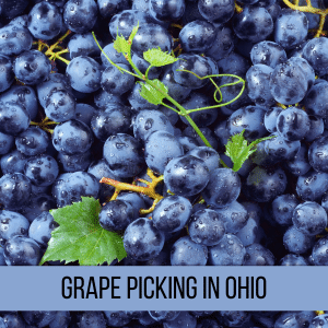 square image with a photo of purple grapes with a little grapevine foliage amongst them. A strip near the bottom has the text Grape Picking in Ohio