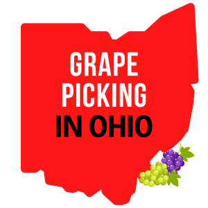 Grape Picking in Ohio