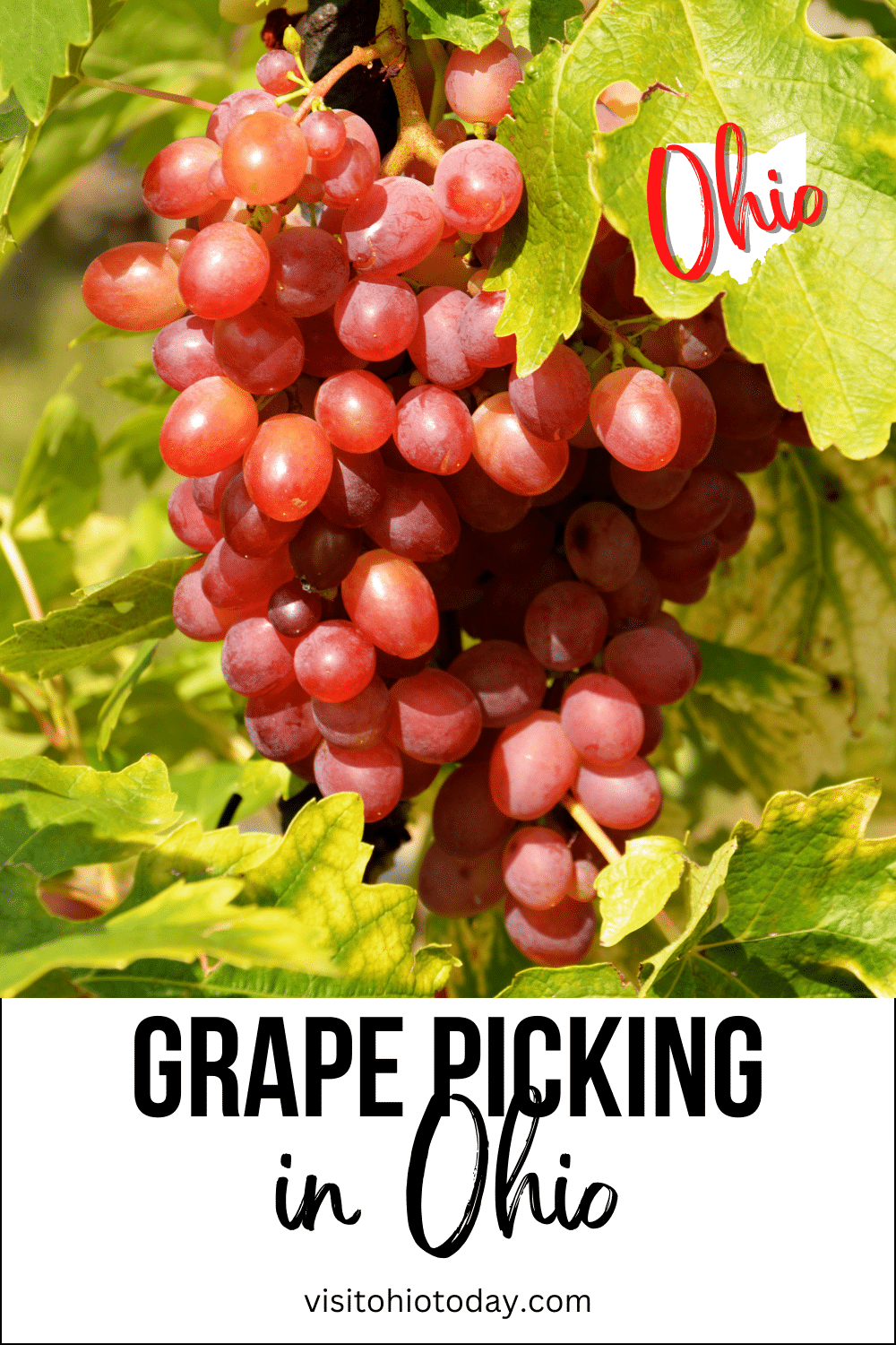 vertical image with a photo of a bunch of red grapes with grapevine foliage around it. A section at the bottom has the text Grape Picking in Ohio.