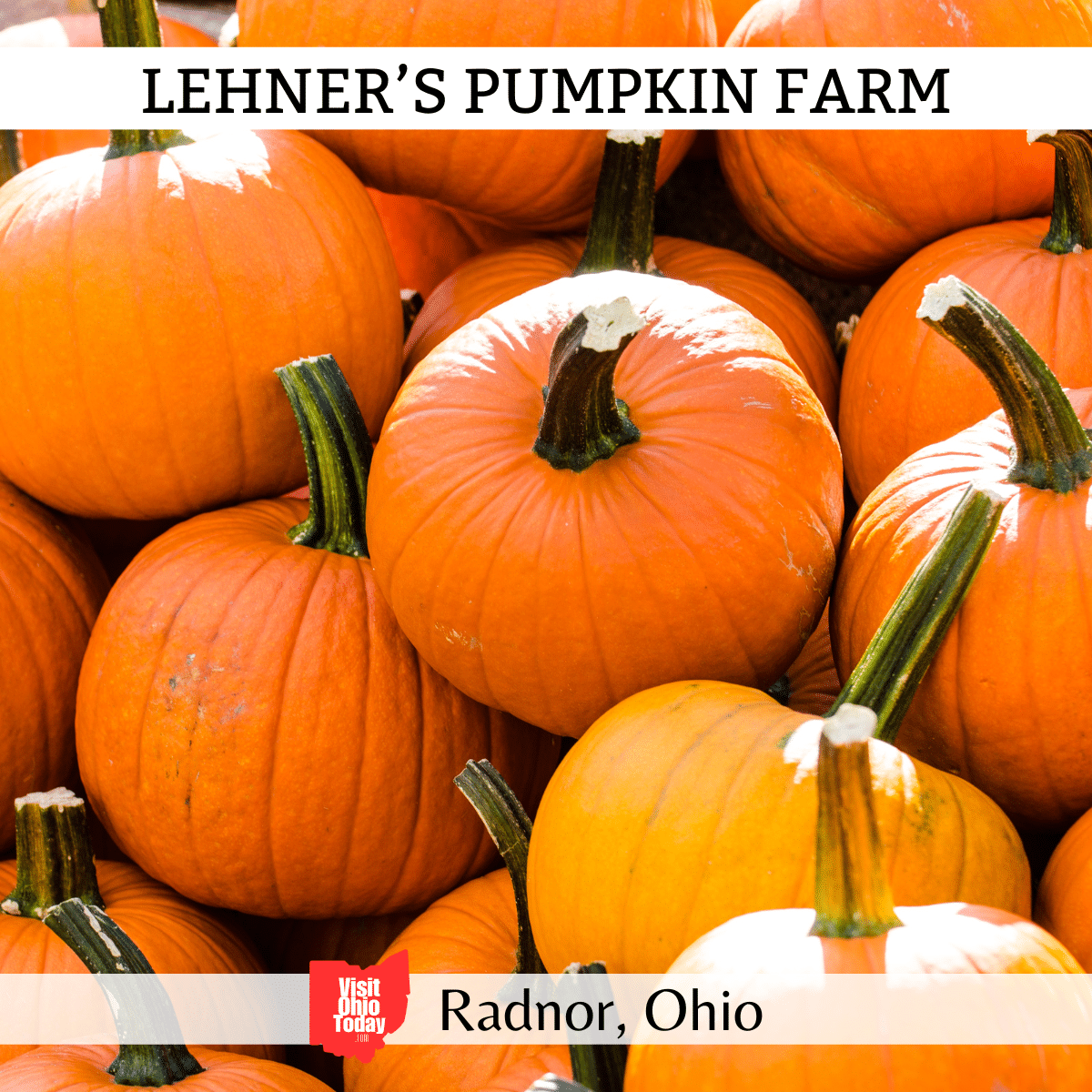 Lehners Pumpkin Farm Visit Ohio Today
