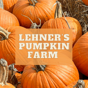 picture of orange pumpkins sitting on a dry brown ground with text overlay saying lehners pumpkin farm