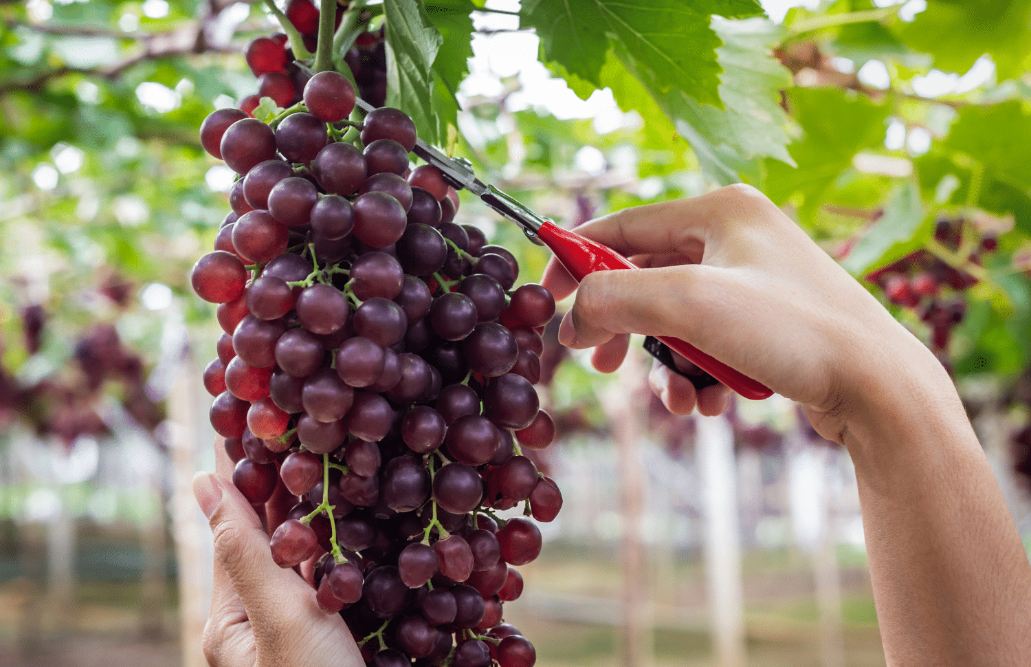 horizontal close-up photo of someone snipping a bunch of dark red grapes from the vine