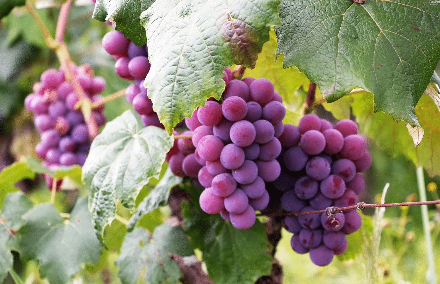 vertical photo of some bunches of purple grapes hanging on the vine