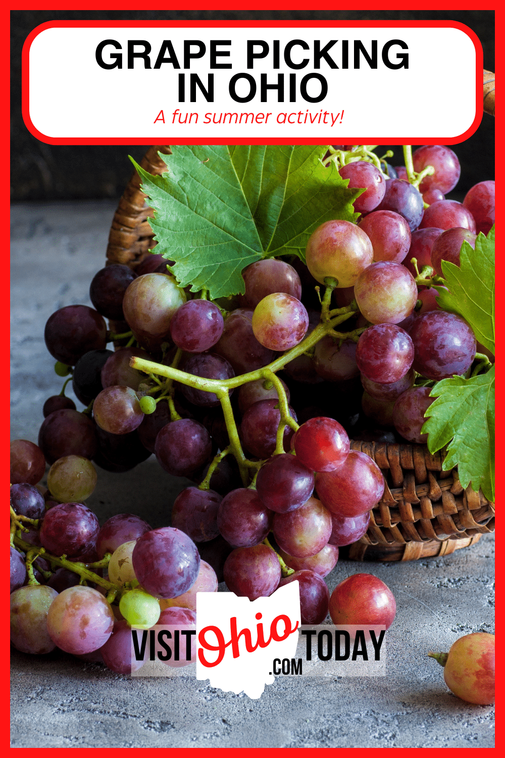 Grape Picking in Ohio happens typically during the summer. Ohio has a handful of places where you can pick your own grapes. Read on to find 5 places to pick grapes in Ohio. #ohiograpes #grapepicking #grapepickingnearme