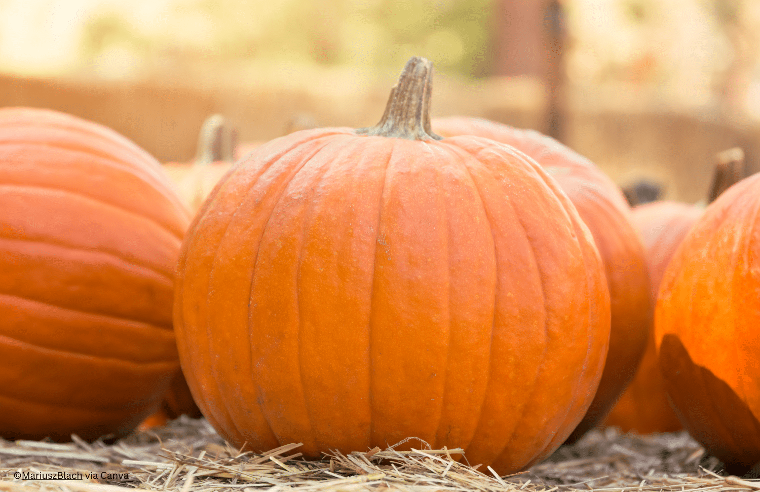 horizontal photo of some large orange pumpkins on a bed of straw