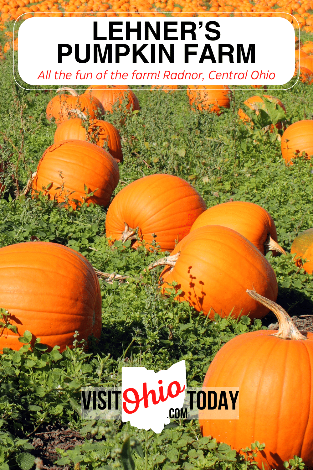 Lehner's Pumpkin Farm is a popular pumpkin farm in Radnor, central Ohio. Lehner's Pumpkin Farm offers more than 30 activities, food, and more