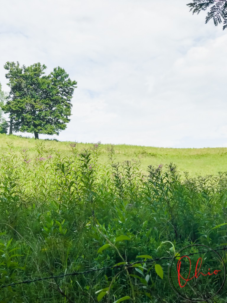 pictured is an open green field with a green tree on the far left. Photo credit: Cindy Gordon of VisitOhioToday.com