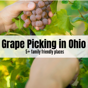 picture of hand holding purple grapes with text overlay: grape picking in Ohio 5+ family friendly places