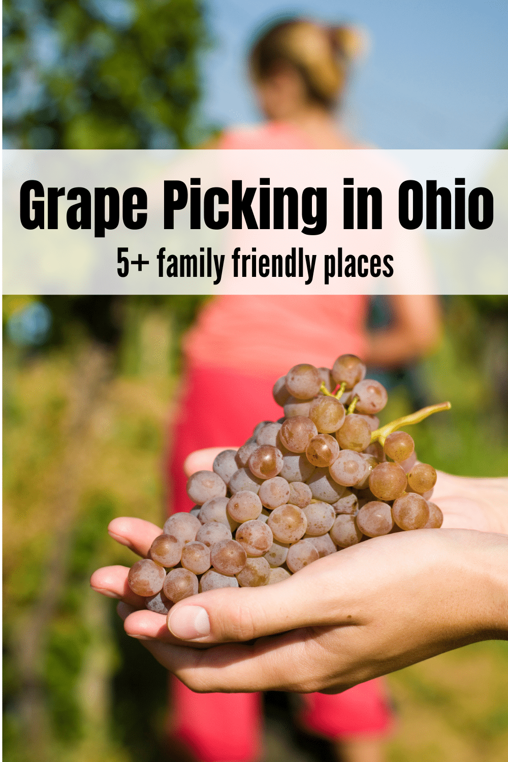 Grape Picking in Ohio happens typically during the summer. Ohio has a handful of places where you can pick your own grapes. Read on to find 5 places to pick grapes in Ohio. #ohiograpes #grapepicking #grapepickingnearme