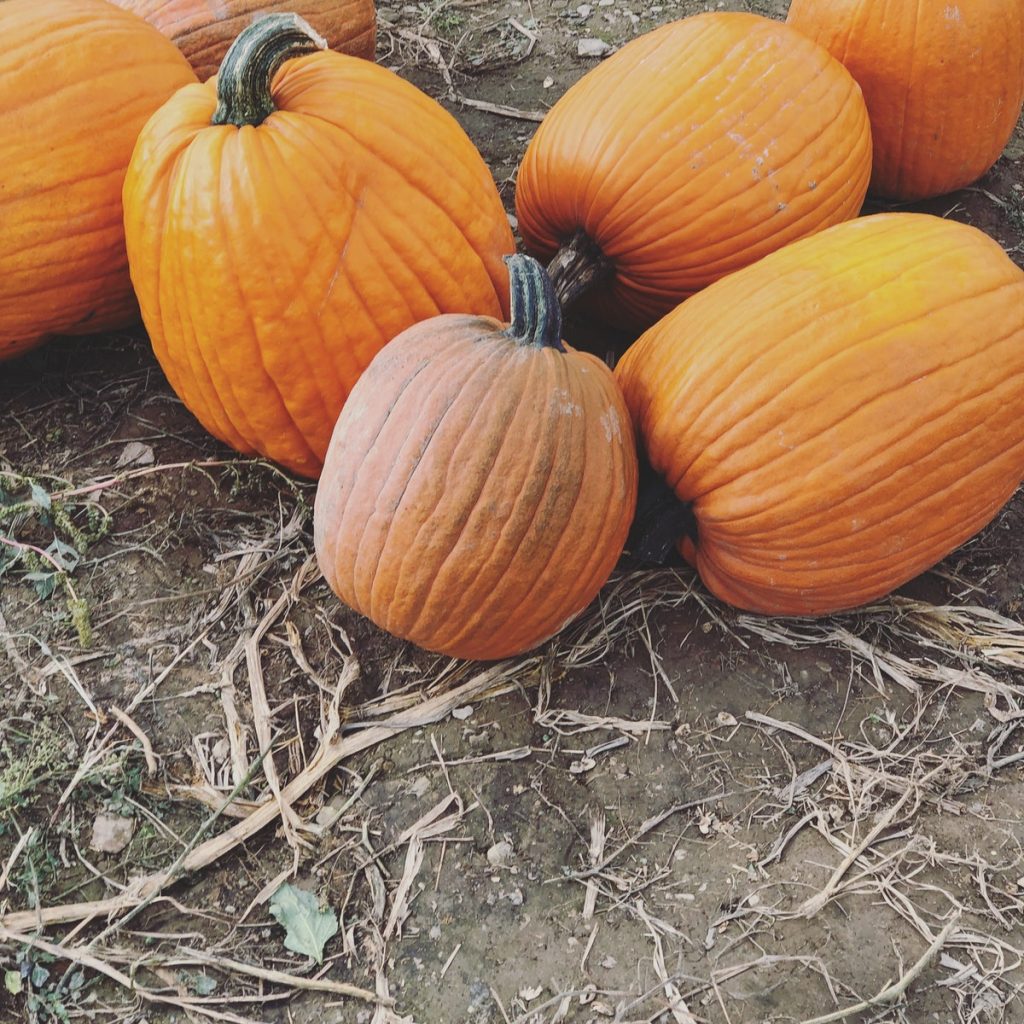 picture of orange pumpkins sitting on a dry brown ground