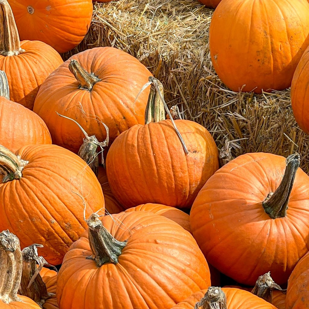 picture of orange pumpkins sitting on a dry brown ground and straw