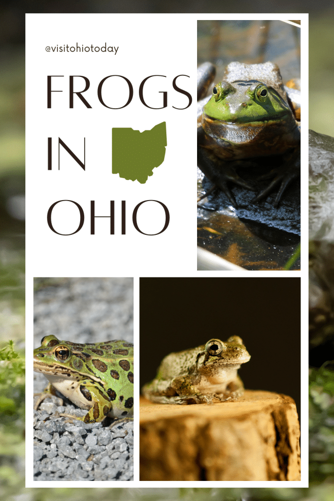 Frogs in Ohio Visit Ohio Today