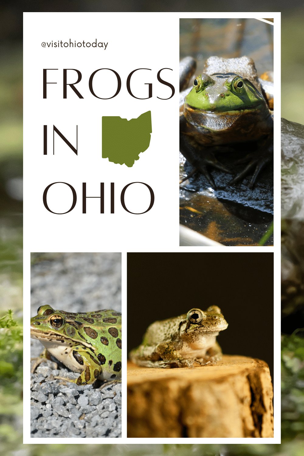 Ohio is home to at 15 species of frogs and also toads. If you are looking for some simple facts about Frogs in Ohio, this is your place. This is a simple guide to help you identify the Frogs in Ohio. #frogsinohio
