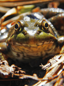 A close up of a green frog looking straight ahead at the camera