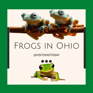 Text Overlay saying: Frogs in Ohio with picture of 3 green frogs