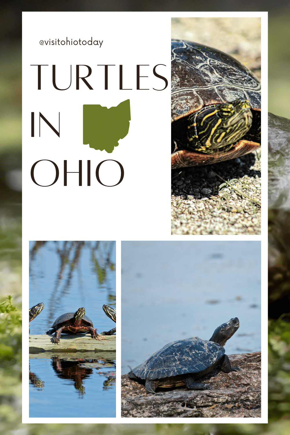 There are 12 species of turtles in Ohio.  Read on to learn about all Ohio turtles and learn how to identify turtles in Ohio. #ohioturtles #turtlesinOhio #ohio #turtles