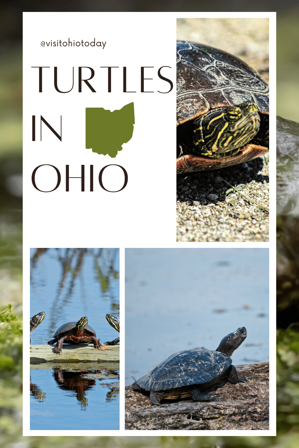 Ohio Turtles Visit Ohio Today