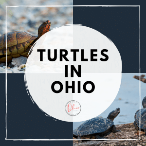 text overlay says Turtles in Ohio and then an a few images of green and brown turtles