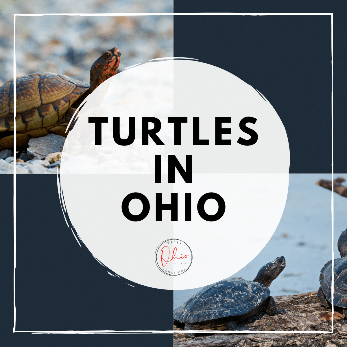 Ohio Turtles Visit Ohio Today