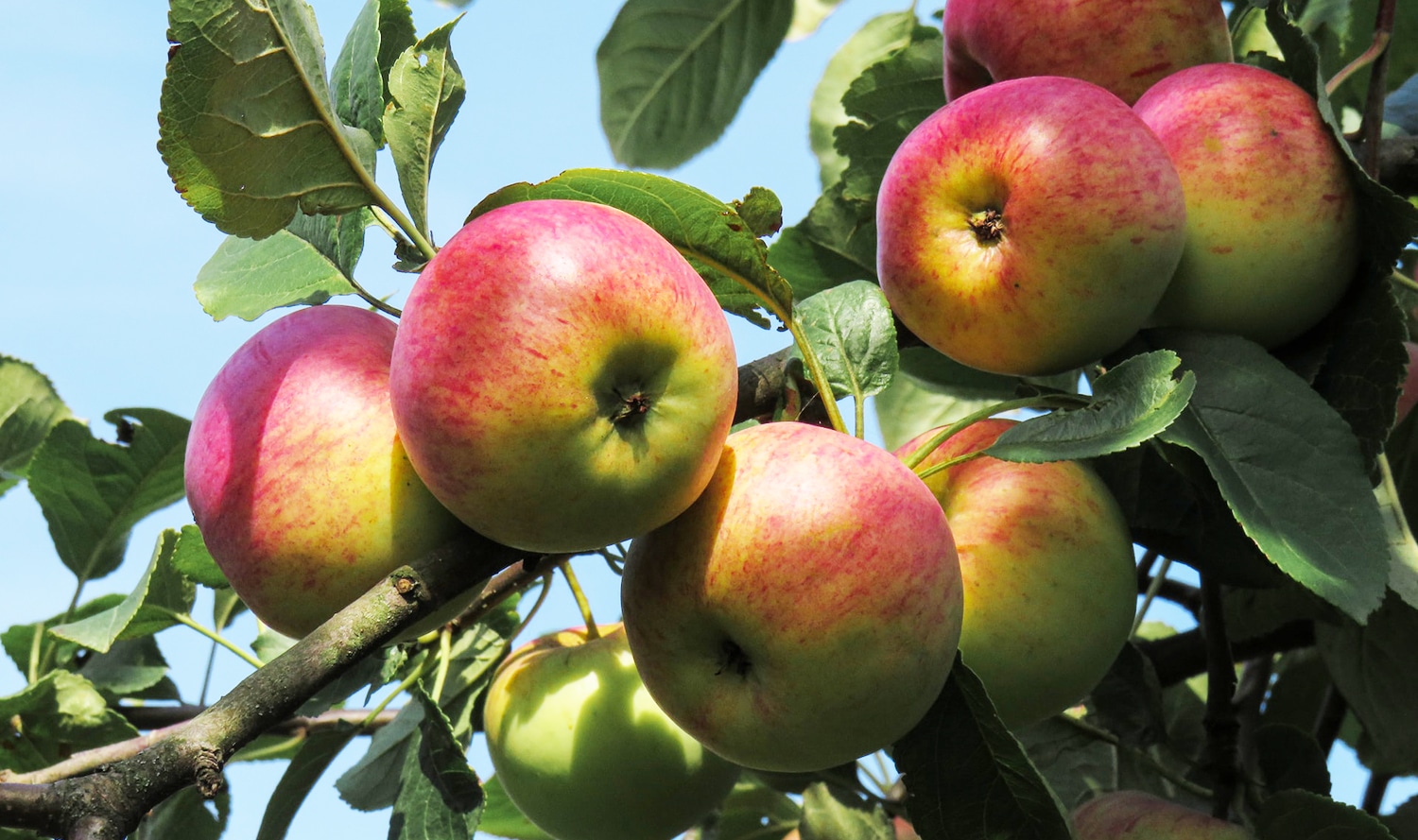 horizontal photo of ripe apples on a tree branch with a very blue sky behind.