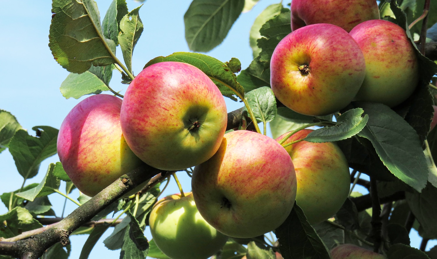 horizontal photo of ripe apples on a tree branch with a very blue sky behind. 