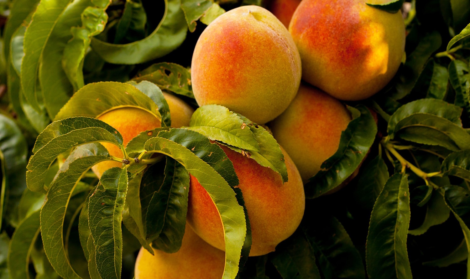 horizontal photo of ripe peaches on the branch of a tree with lots of green leaves.
