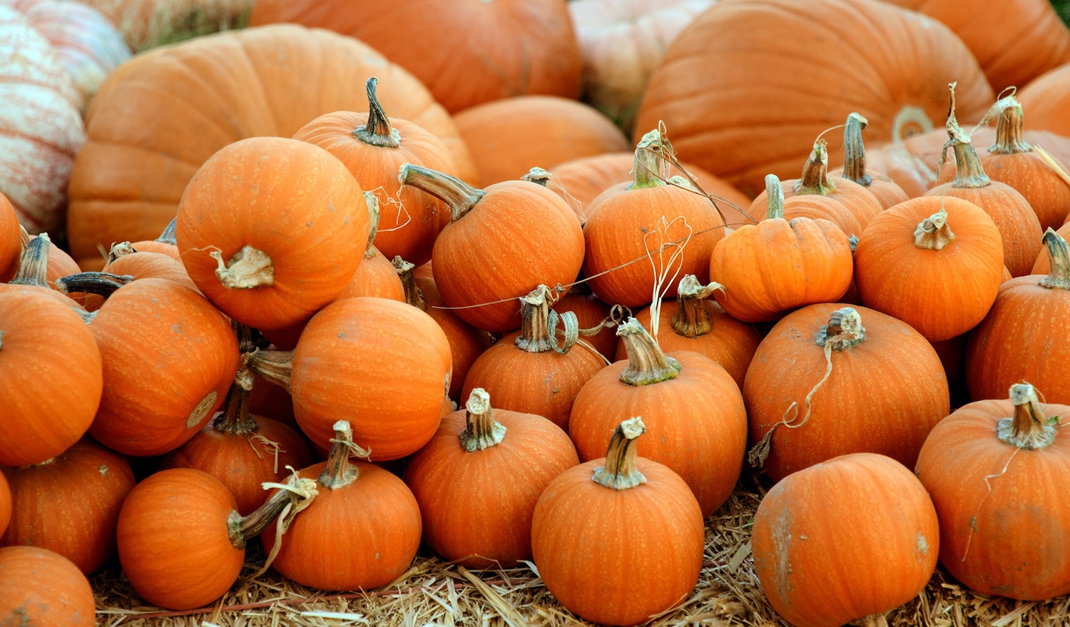 horizontal photo of smaller and larger orange pumpkins piles up on a bed of straw.