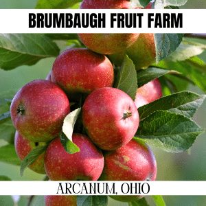 square image with a photo of red apples on a tree branch. A white strip at the top has the text Brumbaugh Fruit Farm and a white strip at the bottom has the text Arcanum Ohio. Image via Canva pro license
