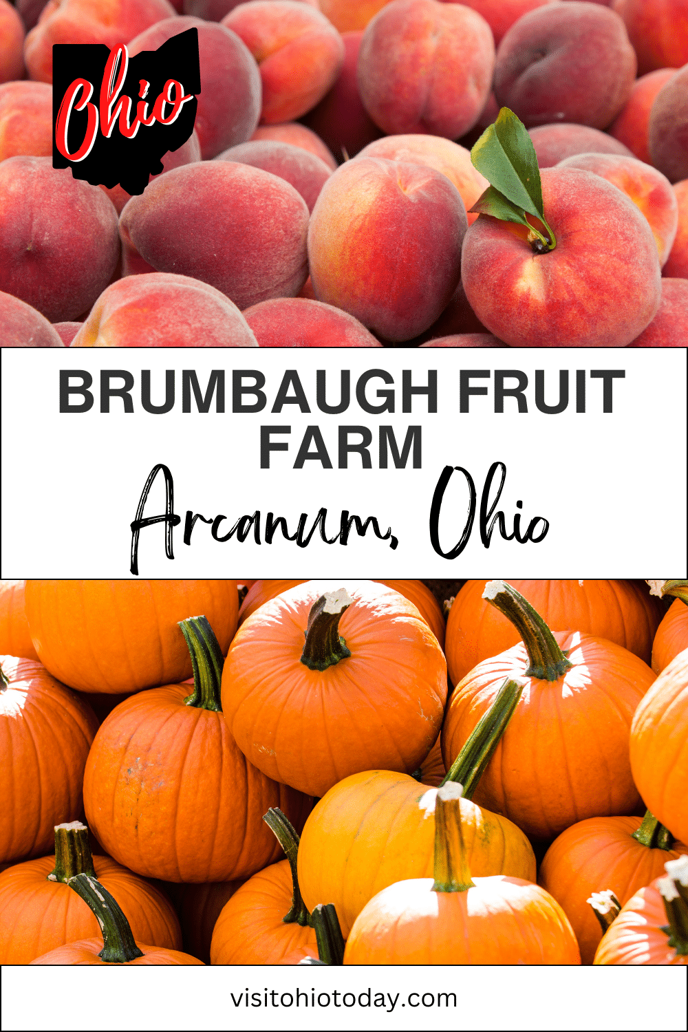 vertical image with a photo of a pile of peaches at the top, and a photo of orange pumpkins at the bottom. A white strip across the middle has the text Brumbaugh Fruit Farm Arcanum Ohio. Images via Canva pro license