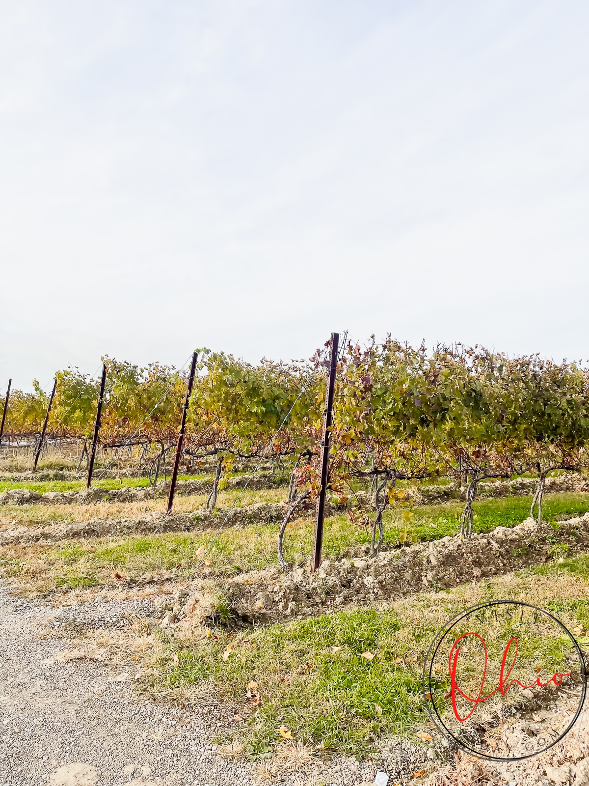 picture of grape vineyard in November