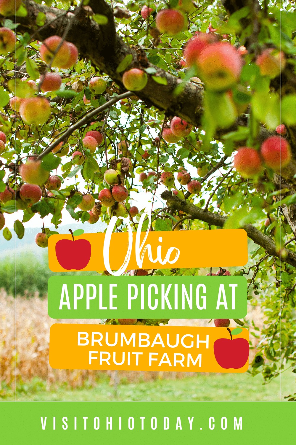 Picture of an apple tree with red apples, text: ohio apple picking at brumbuagh fruit farm