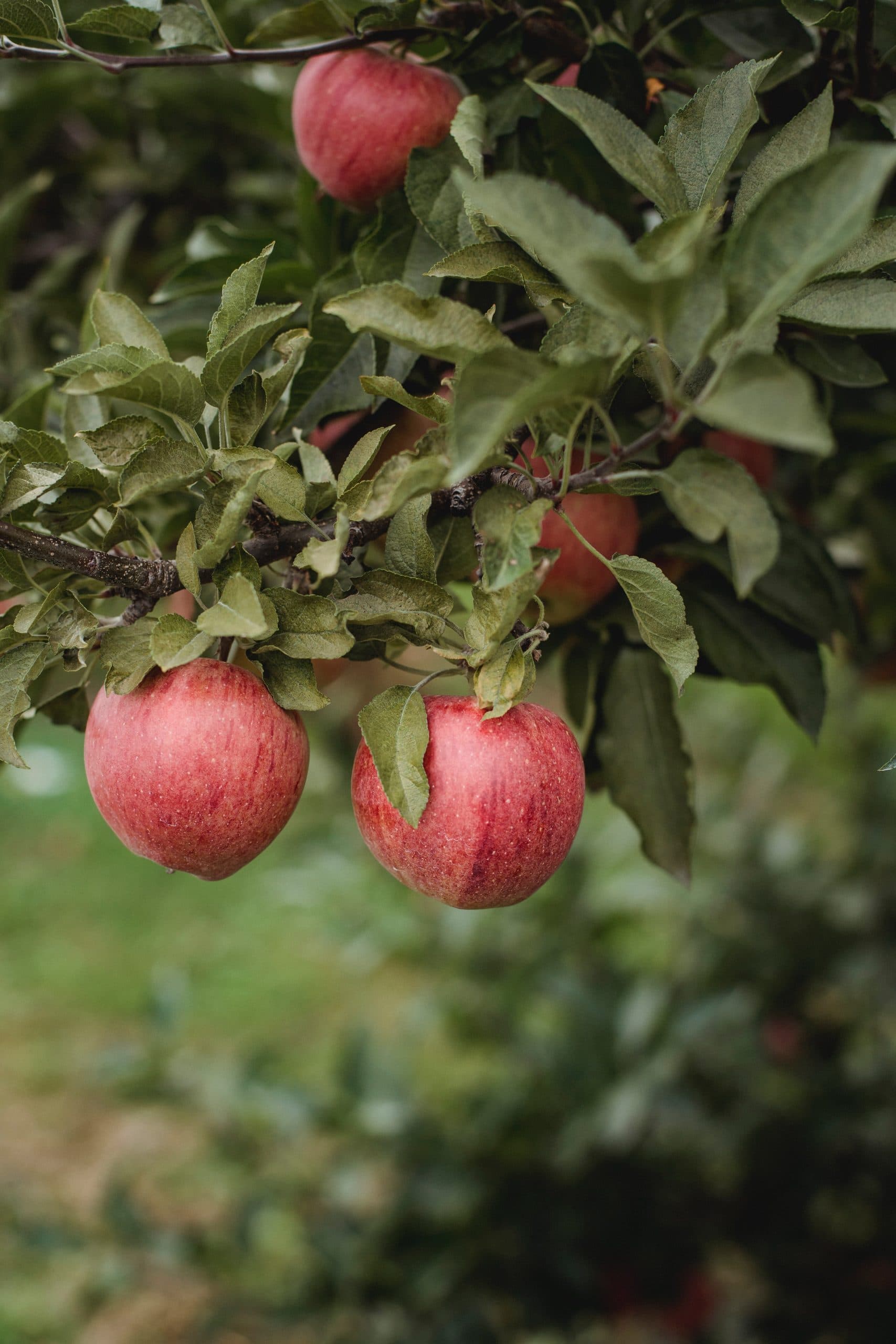 picture of upclose red apples on apple tree with green leaves