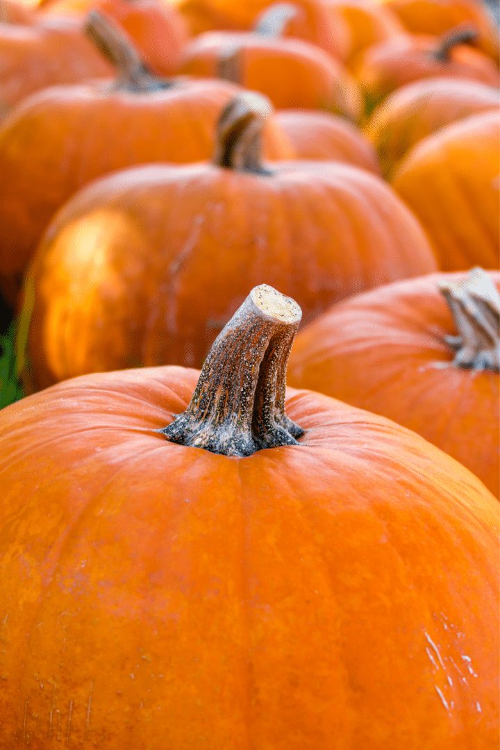 Kingsway Pumpkin Farm - Visit Ohio Today