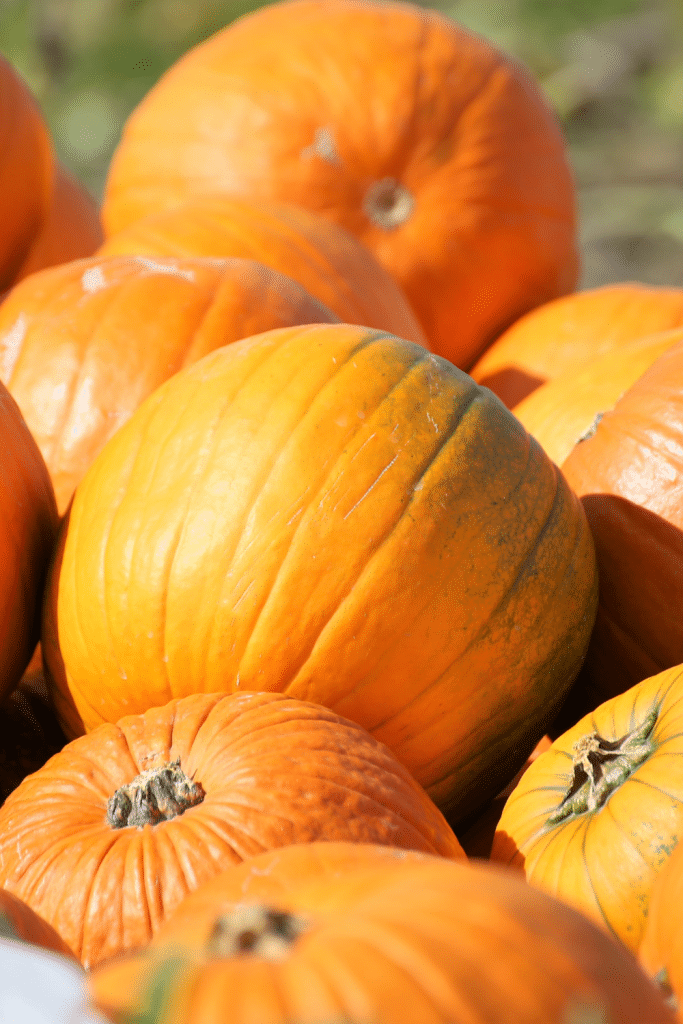 Kingsway Pumpkin Farm - Visit Ohio Today