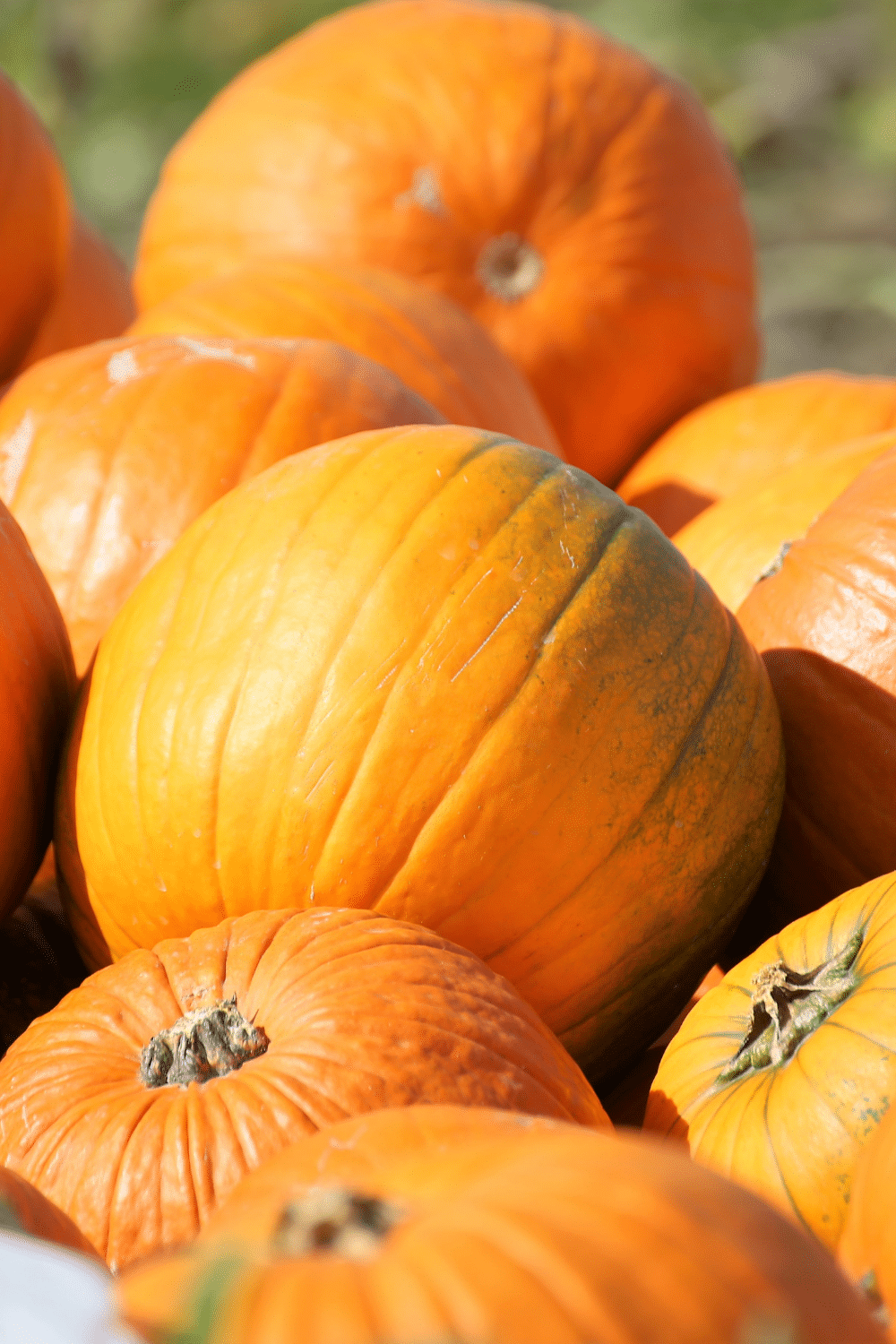 pile of orange pumpkins