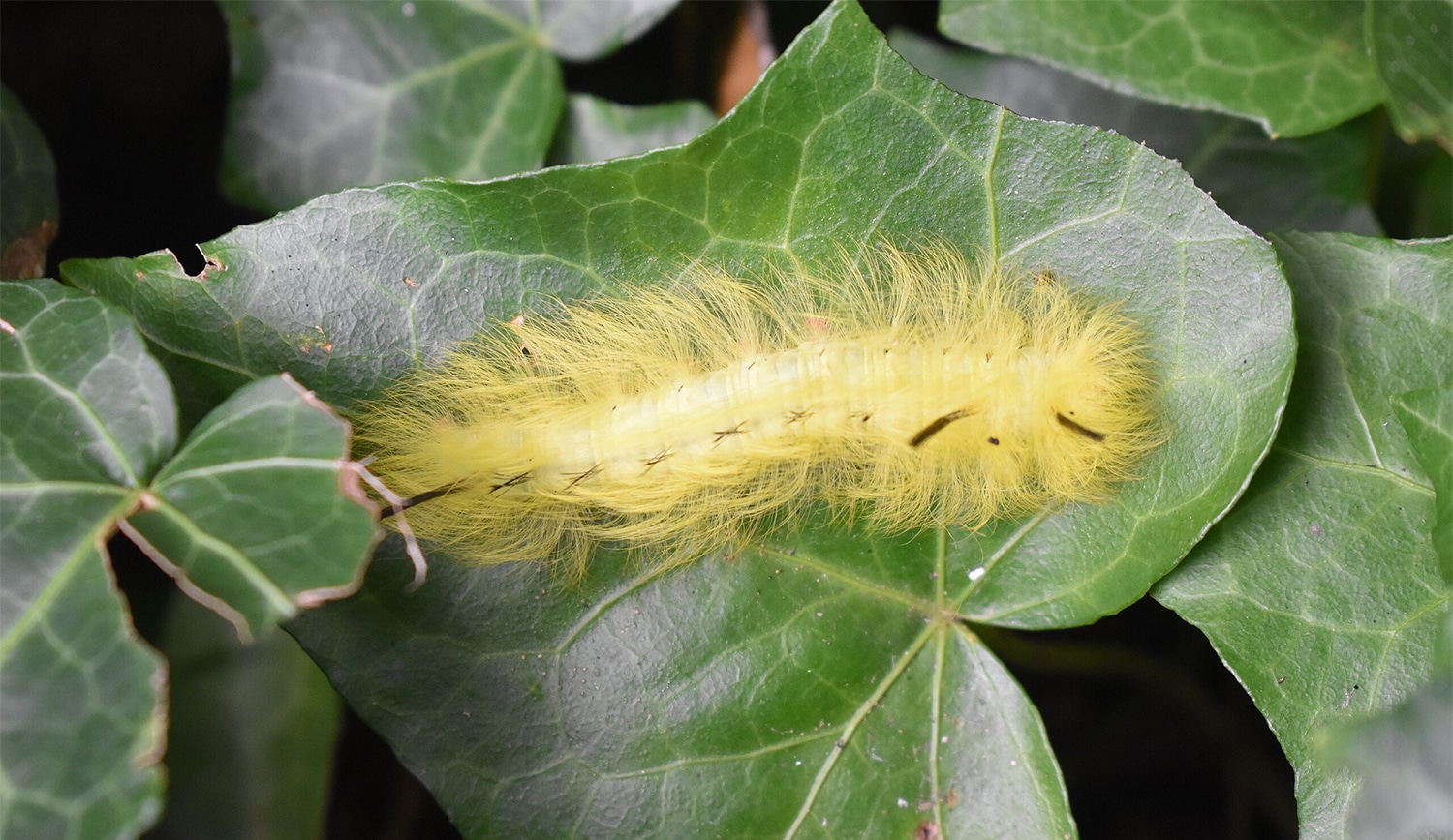 horizontal photo of an American Dagger Moth Caterpillar on some green leaves.