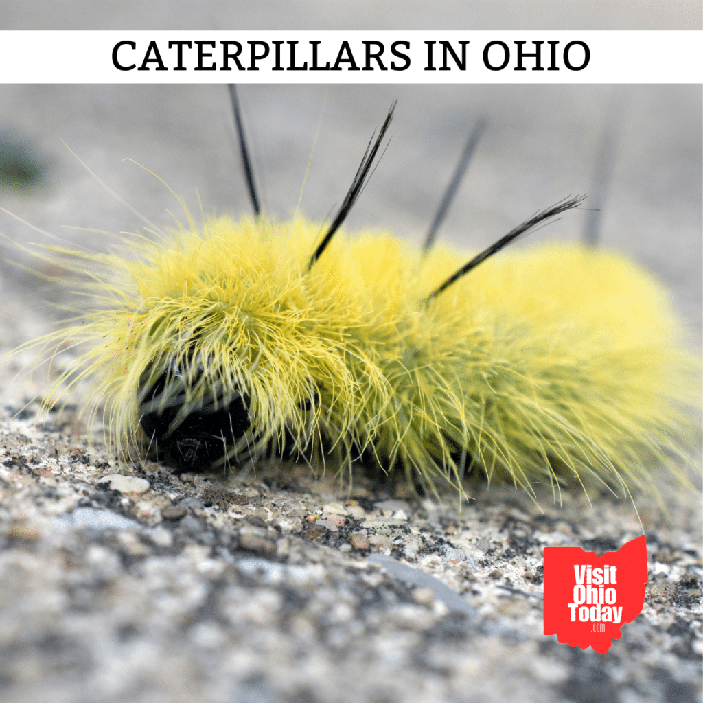 Caterpillars in Ohio Most Common and Venomous Visit Ohio Today