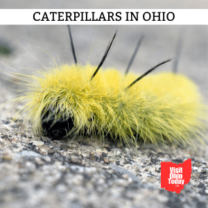 Caterpillars in Ohio – Most Common and Venomous