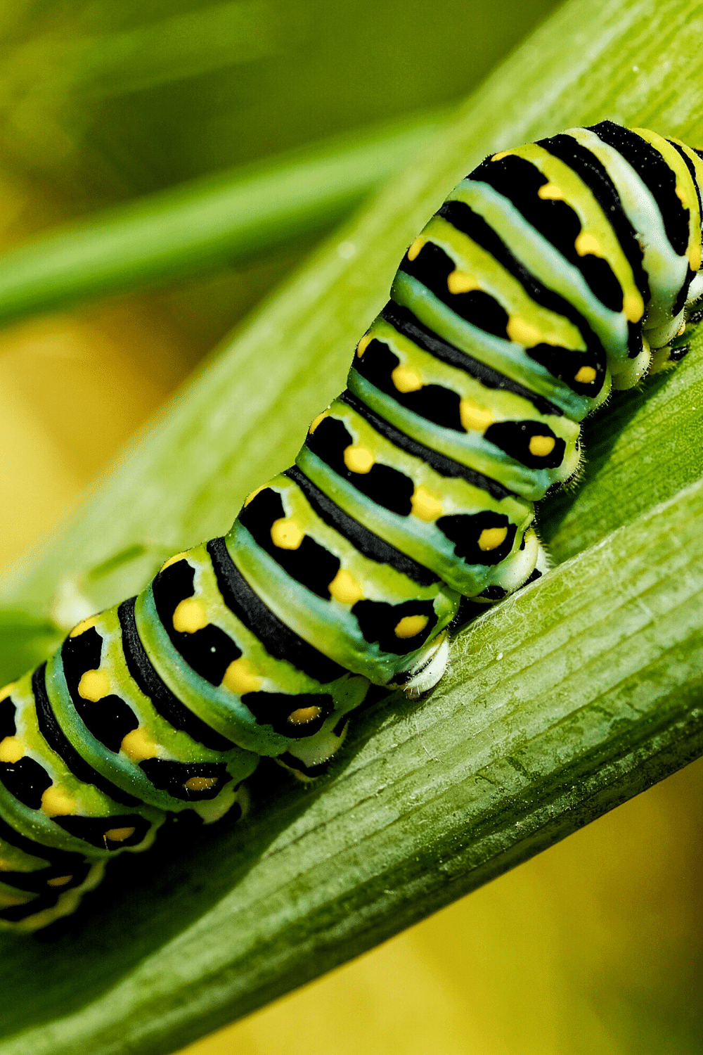 eastern black swallow tail caterpillar of ohio on a green leaf