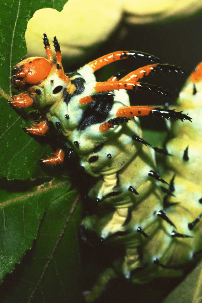 Caterpillars in Ohio - Most Common and Venomous - Visit Ohio Today