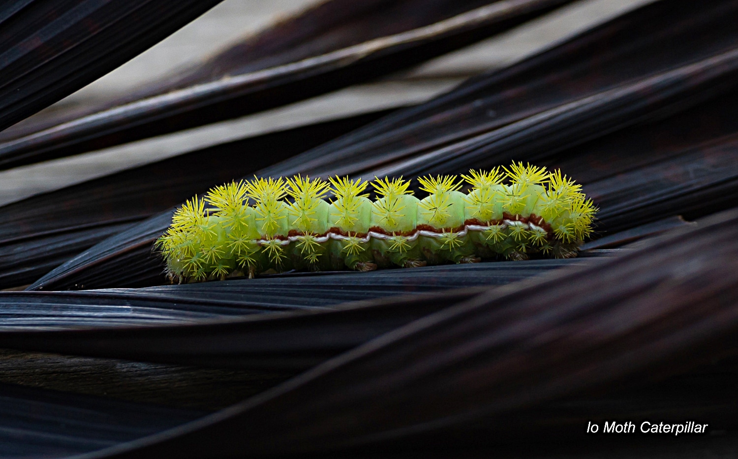 horizontal photo of an Io Moth Caterpillar on a dark, long leaved plant
