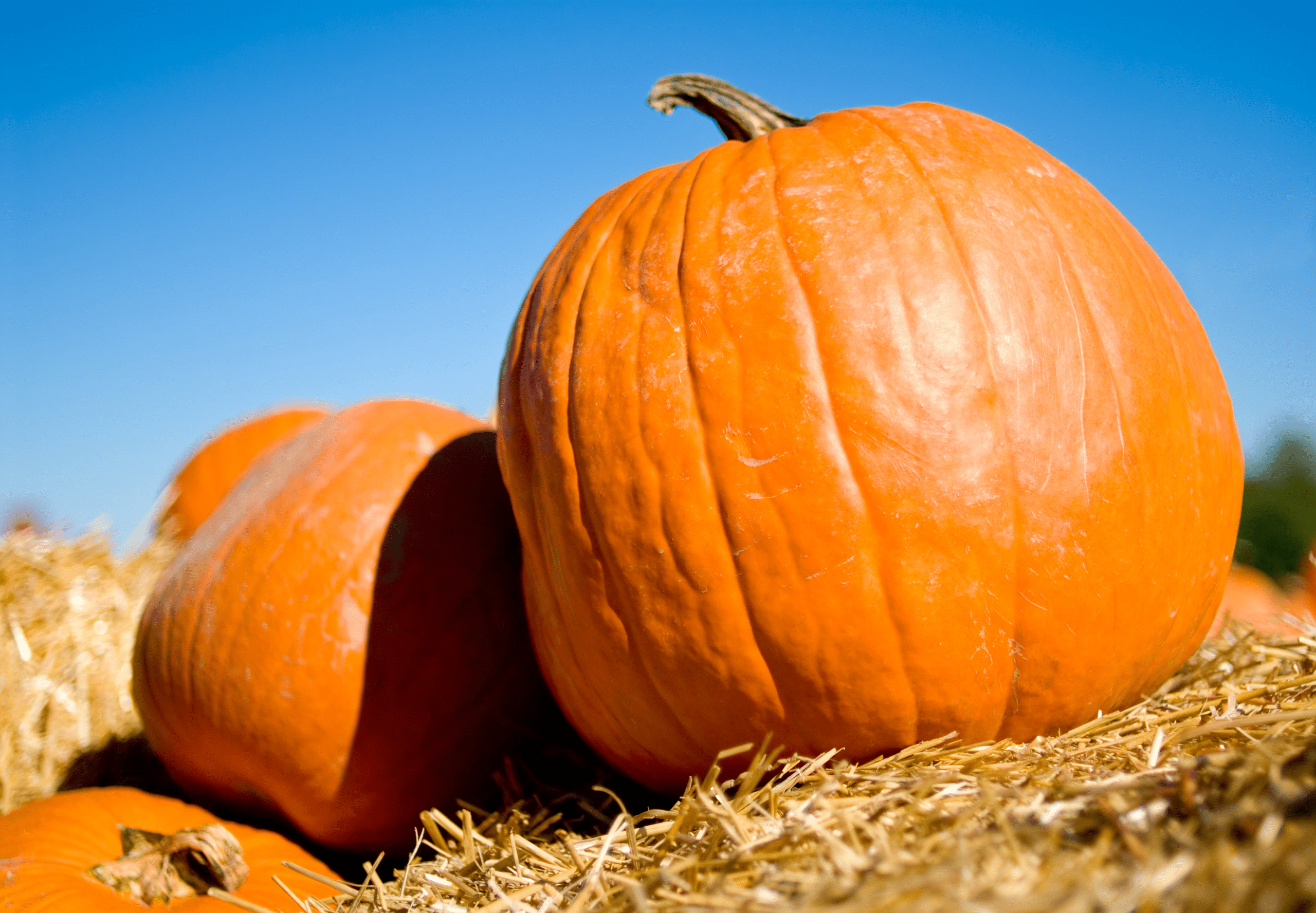 horizontal photo of three pumpkins on a bed of hay with a blue sky in the background.