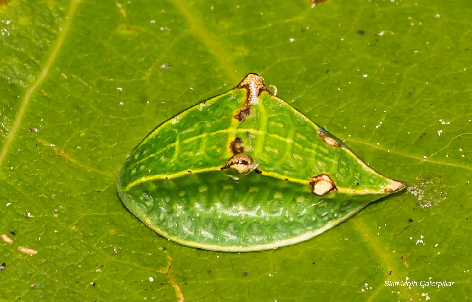 horizontal photo of a Skiff Moth Caterpillar on a bright green leaf