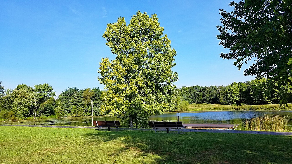 horizontal photo of two benches on the banks of the lake at Slate Run Metro Park with grass in the foreground and trees and foliage in the background